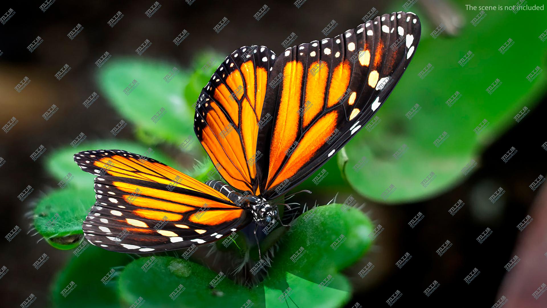 images/goods_img/202104094/Animated Flying Monarch Butterfly Rigged for Cinema 4D 3D model/5.jpg